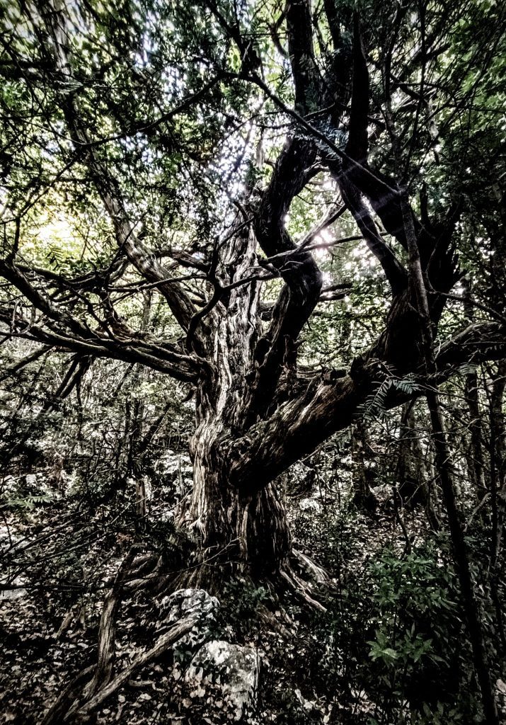 /randonnee-sainte-baume-mystique-sauvage