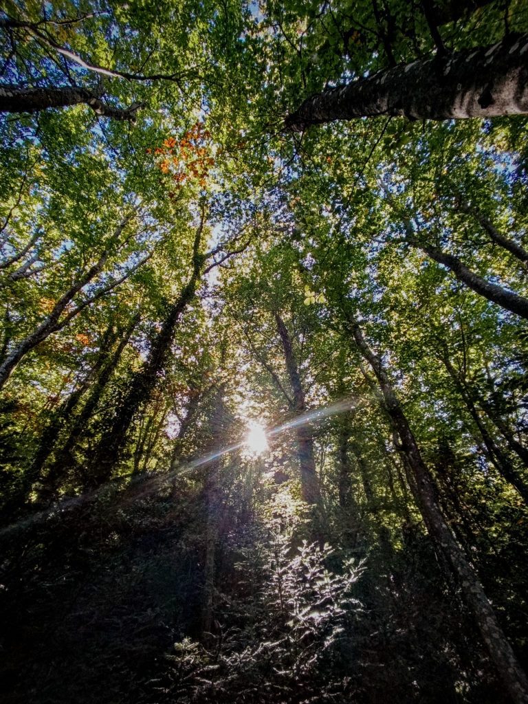 /randonnee-sainte-baume-mystique-sauvage
