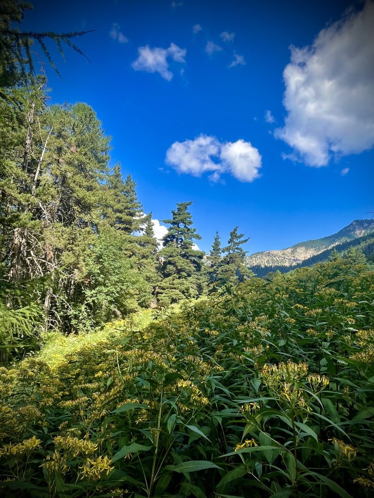 Les gorges de St Pierre