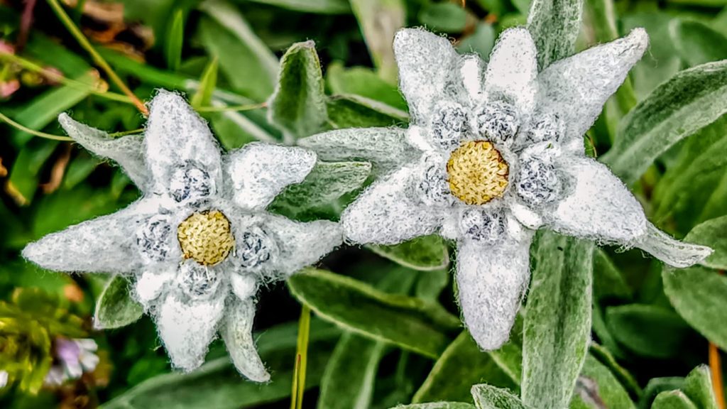 Boucle du Viso - Edelweiss