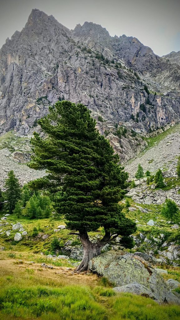 Boucle du Viso - Arbre