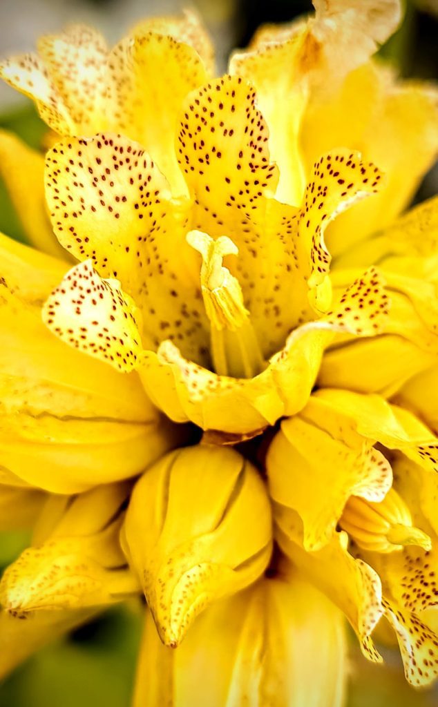 Boucle du Viso - Fleurs