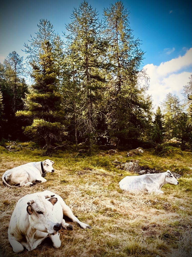 Boucle du Viso - Vaches