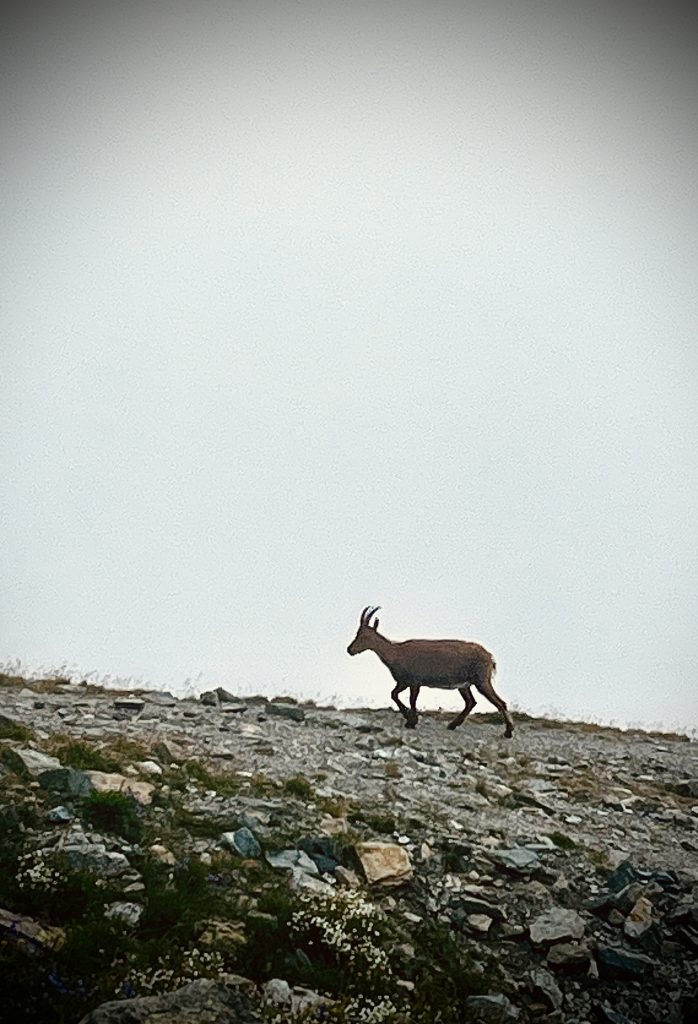 Boucle du Viso - Chamois