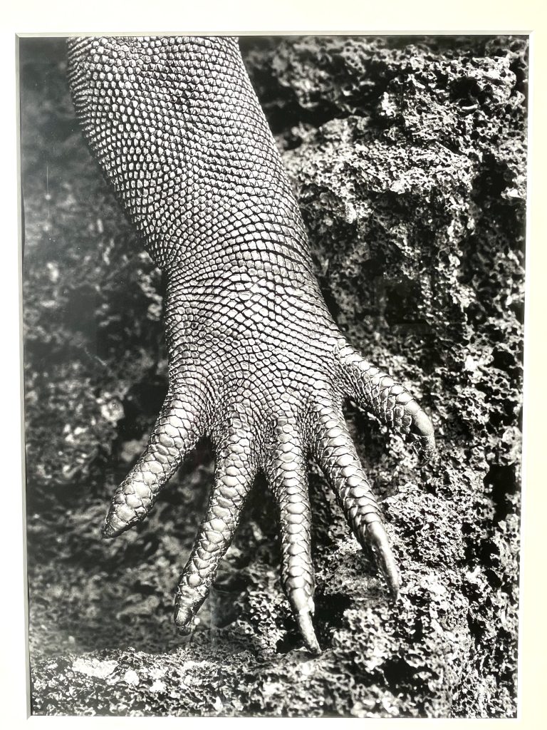 Exposition Sebastião Salgado à la Villa Tamaris