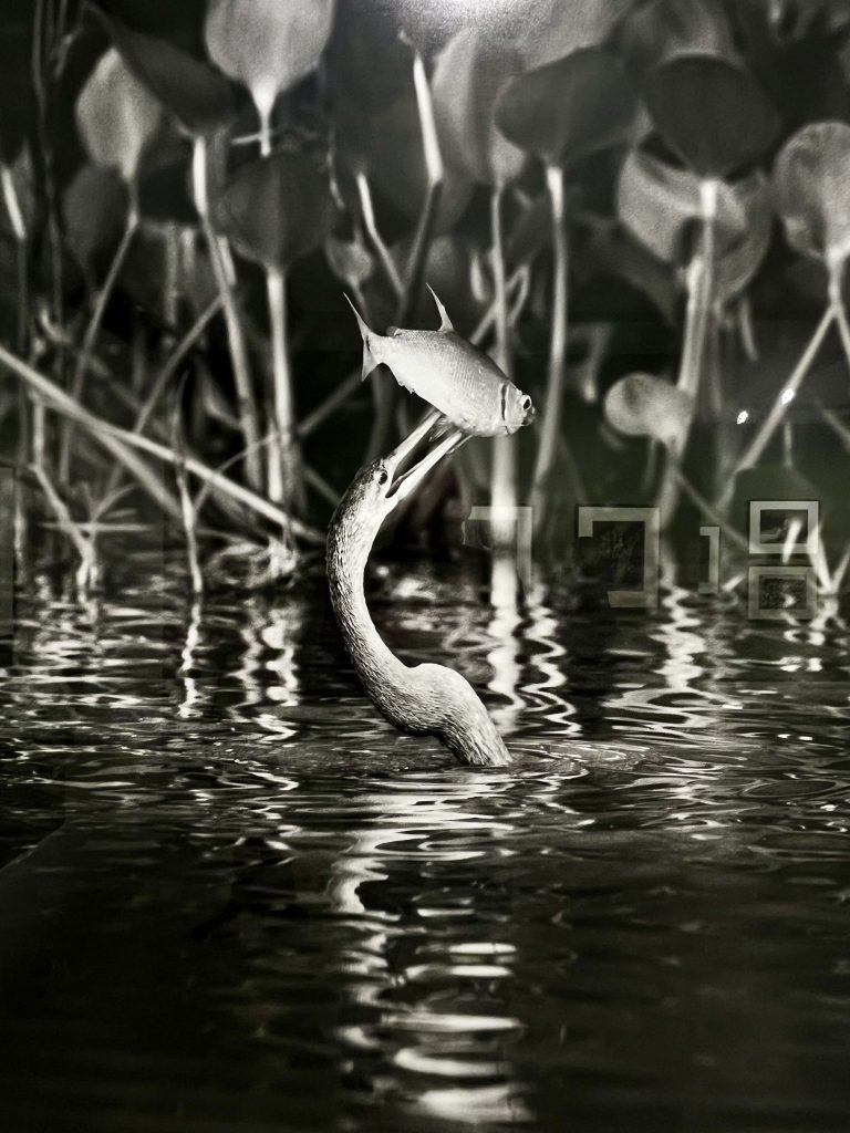 Exposition Sebastião Salgado à la Villa Tamaris