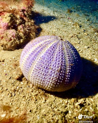 Plongée sous-marine
