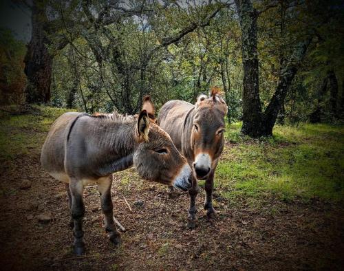 Les 3 croix Roquebrune sur Argens