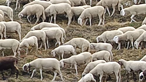 Boucle du Viso - Moutons