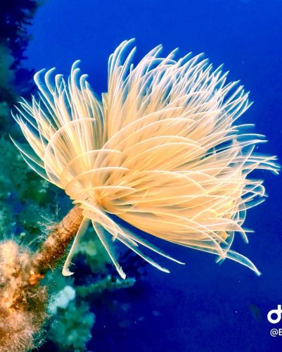 Plongée sous-marine