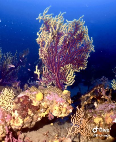 Plongée sous-marine