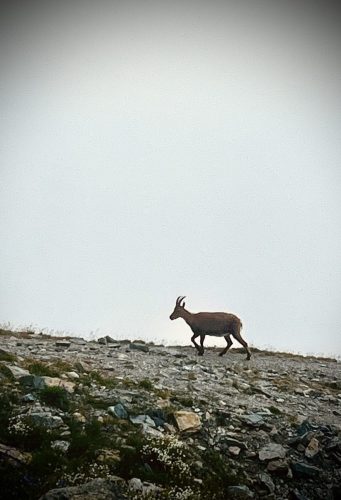 Boucle du Viso - Chamois