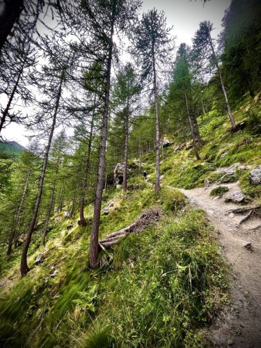 Trek TRE REFUGI